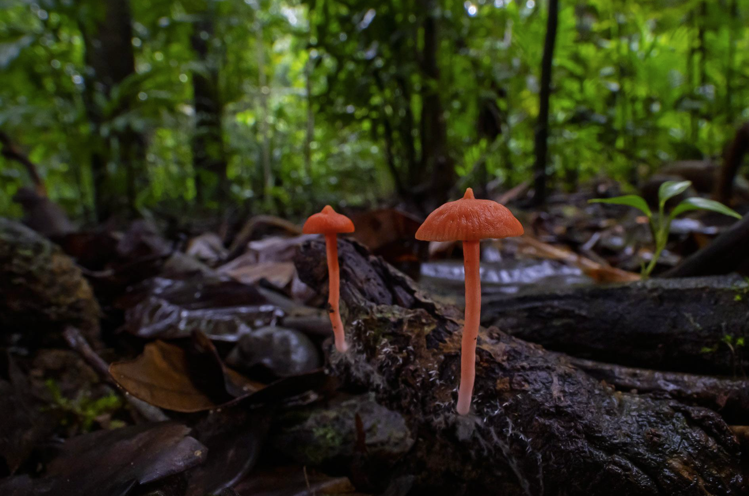 Two orange fungi on a wet log